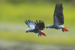 Uçan iki gri papağan