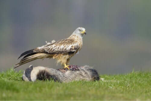 Avının üzerinde duran bir kızıl çaylak.