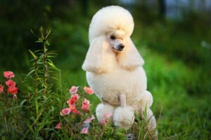 Kaniş Köpekler : 4 Farklı Tür ve Özellikleri