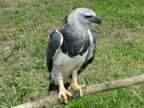 tüneyen kartal