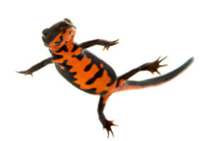 Ateş Göbekli Kertenkele: Bakımı Ve Özellikleri