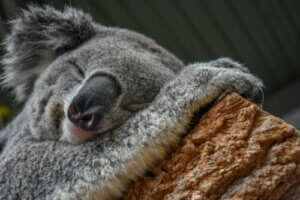 Koala - Çevreye Uyum Sağlama Ustası