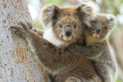 Ağaçta yaşayan koala