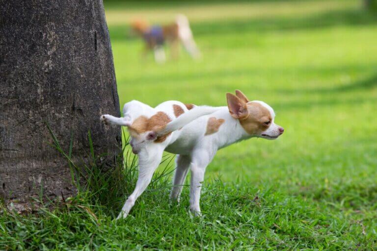 Erkek Köpekleri Etkileyen Üreme Hastalıkları