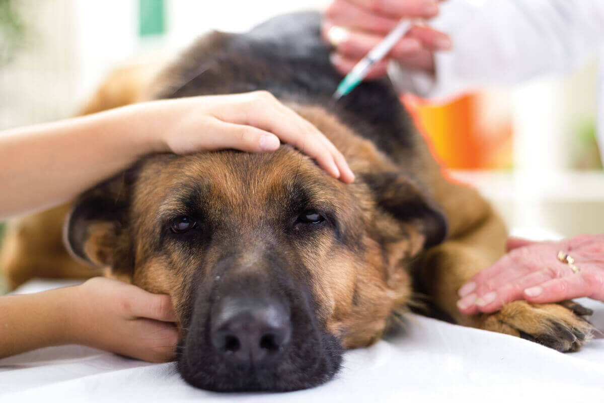 aşı olan yaşlı köpek ve köpek aşıları