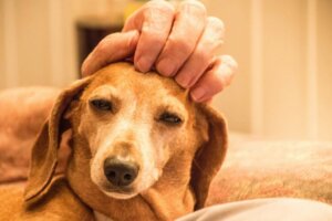 Hayvan Hakları Ödülleri: Başarılı Bir İş Girişimi