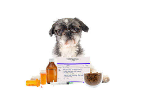 köpekler için en tehlikeli ilaçlar