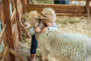 Bir koyuna sarılan çocuk