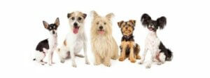 Küçük köpek cinsleri