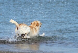 Kurtarma Ekibi Denizdeki Köpeği Kurtardı