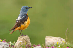 Guadarrama Milli Parkı Faunası