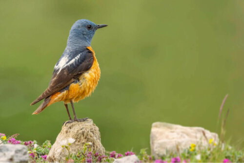 Guadarrama Milli Parkı Faunası