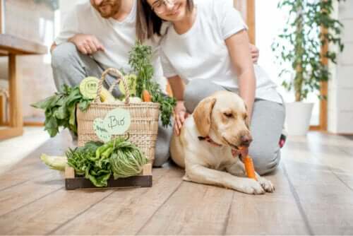 Köpek ihtiyaç duyduğu besinleri alıyor.