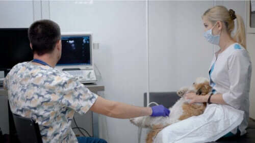 Köpeklerde ultrason uygulamaları.