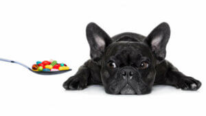 Köpeğiniz için Gerekli Olan Vitaminler