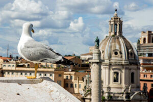 gürültü kirliliği