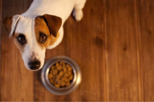 Evcil Hayvanlarda Gıda Alerjisi: Nasıl Anlarsınız?