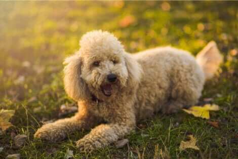 Açık kahverengi tüylü minyatür (cüce) bir kaniş köpek türü