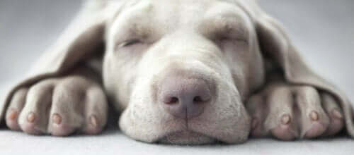 Narkolepsi görülen bir köpek, aniden uyuyakalabilir.
