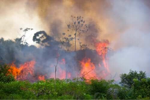 Orman yangınları birçok felakete yol açabilir.