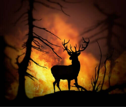Kurtarılan Hayvanlar - Orman Yangınları