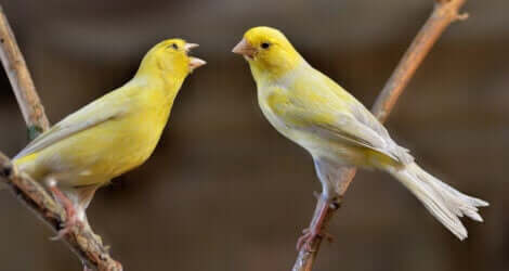 ötüşen kanaryalar