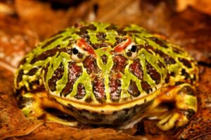 Evcil Hayvan Olarak Pacman Kurbağası Beslemek