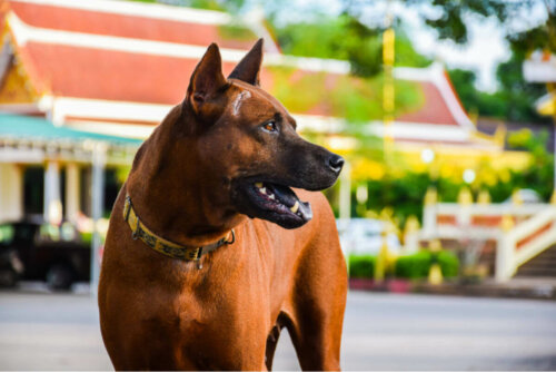 Sadık bir köpek.
