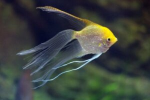 Melez Hayvanlar: Tanımı Ve Karakteristik Özellikleri