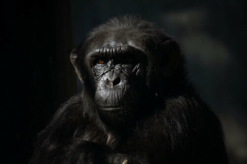 Yakından çekilmiş bir şempanze.