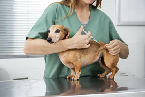 Köpek Aşıları: Hangi Aşılara İhtiyaçları Var?
