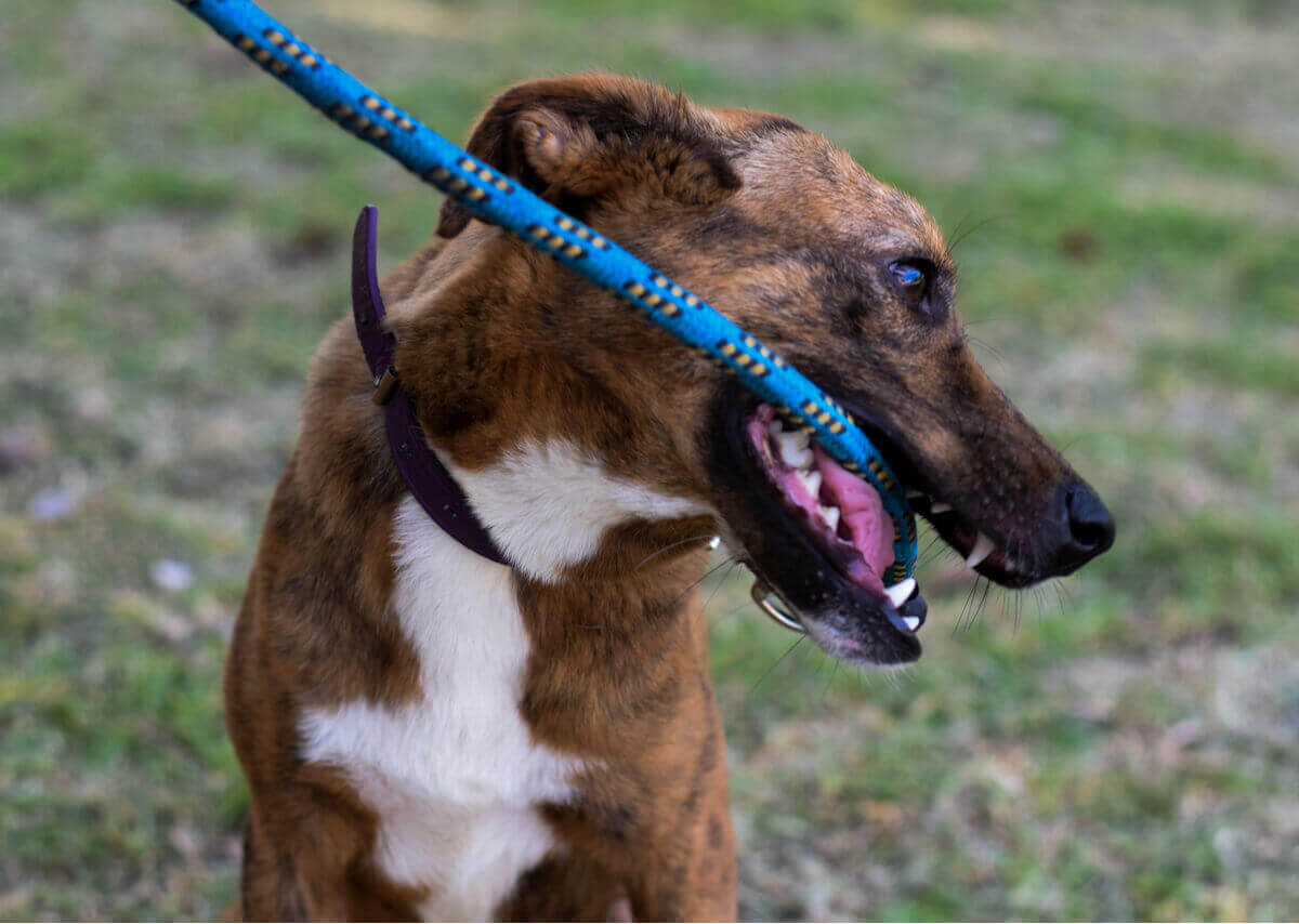 tasmasını ısıran sinirli köpek ve köpeğiniz tasmasını ısırıyorsa