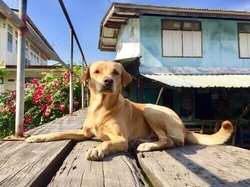 Evcil Hayvanlar İçin Komşuluk Kuralları