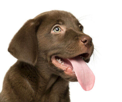köpeklerde solunum