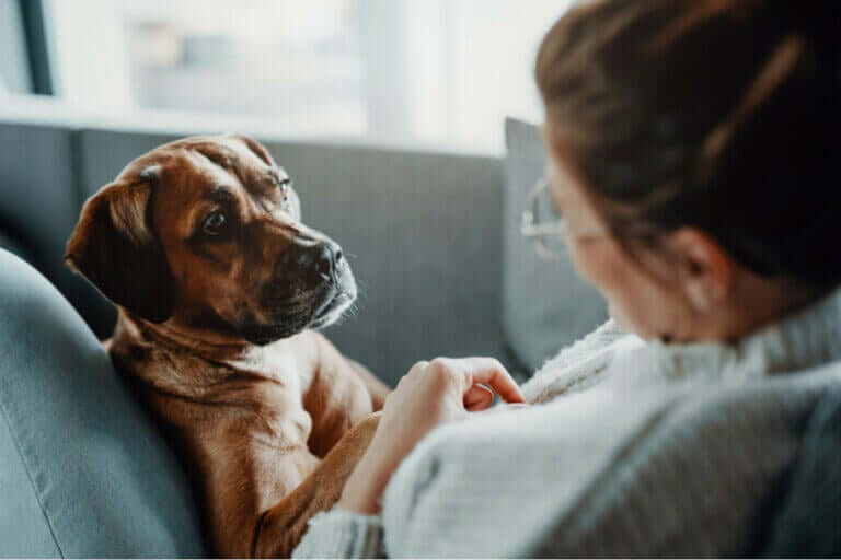 Köpeklerde Solunum Güçlüğü Yaratan Hastalıklar