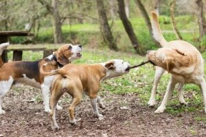 Veterinerler, Köpeklerin Sopalarla Oynamasına İzin Vermenin Tehlikeleri Konusunda Uyardı