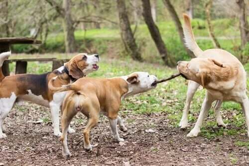 Veterinerler, Köpeklerin Sopalarla Oynamasına İzin Vermenin Tehlikeleri Konusunda Uyardı