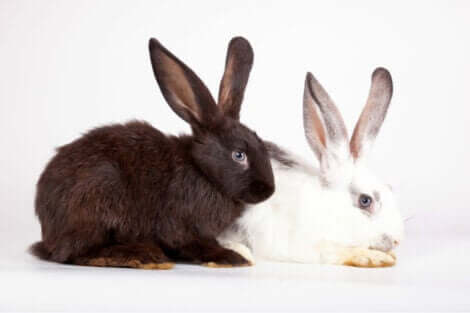 siyah ve beyaz tavşanlar