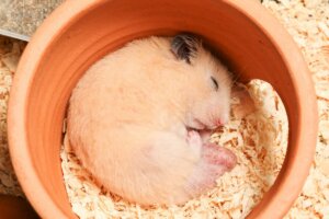 Uyuyan bir hamster