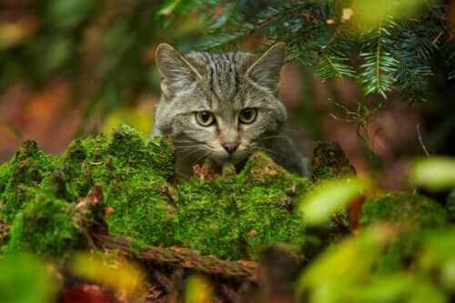 İskoç yaban kedisi uzaktan seyrediyor.