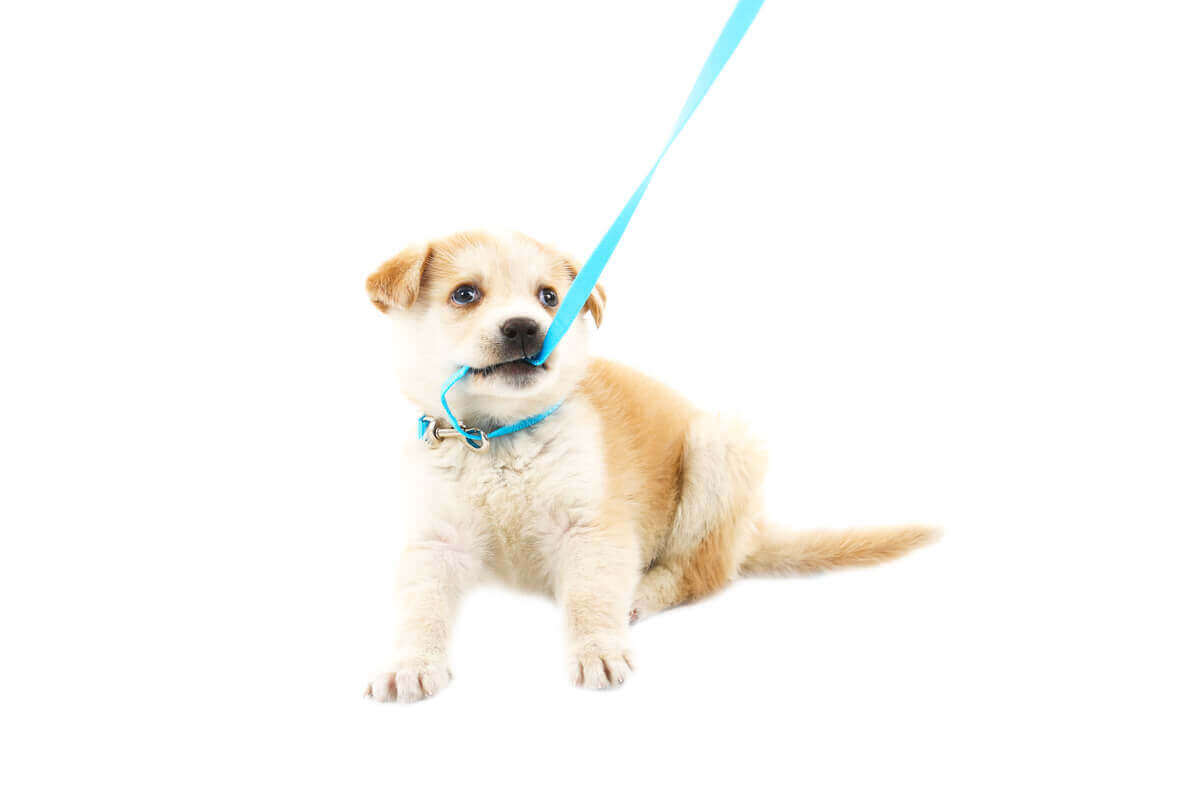 tasmasını ısıran yavru köpek