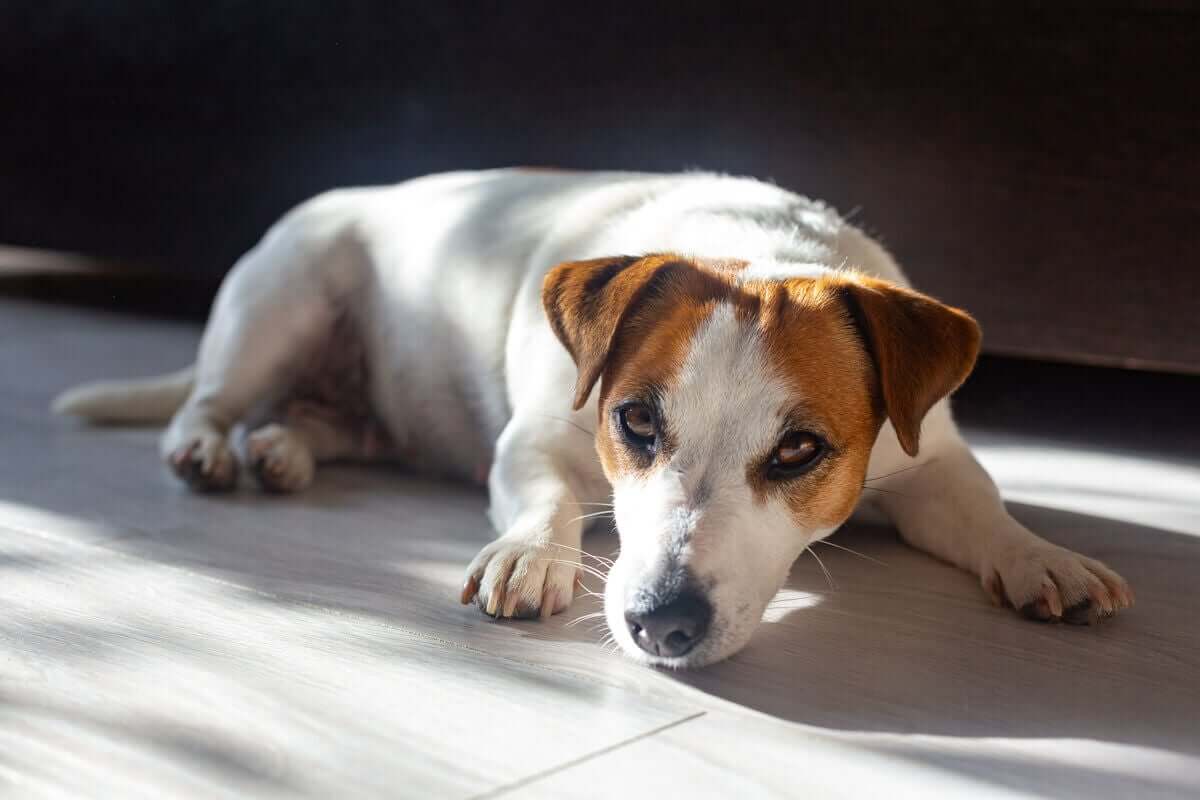 kameraya bakan yavru köpek güneşleniyor