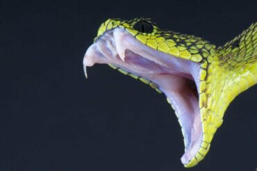 yüksek tansiyona karşı yılan zehiri