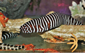 zebra desenli mürenler