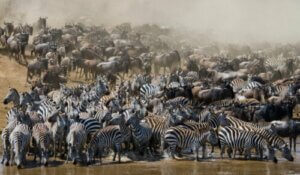 Göç Eden Hayvanlar İle İlgili Her Şey