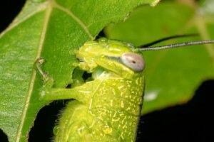 Çekirgeler Ne İle Beslenirler?