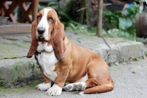 Basset Hound: Sakin ve Arkadaş Canlısı Bir Irk