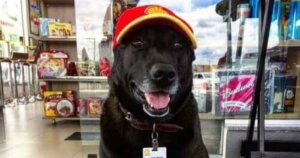 Benzin İstasyonu Köpeği Negão ile tanışın