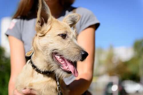 Bir Köpeği Sahiplenmek? Yasalara Uyduğunuzdan Emin Olun
