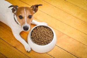 Beslenme Rutinlerinde Değişiklik Köpeğinizin Sağlığını Nasıl Etkiler